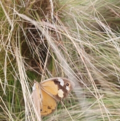 Heteronympha merope at QPRC LGA - 12 May 2024 12:30 PM