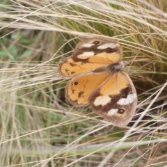 Heteronympha merope at QPRC LGA - 12 May 2024 12:30 PM