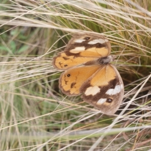 Heteronympha merope at QPRC LGA - 12 May 2024 12:30 PM