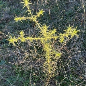 Carthamus lanatus at Yarralumla, ACT - 12 May 2024