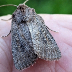 Diarsia intermixta at Lions Youth Haven - Westwood Farm A.C.T. - suppressed