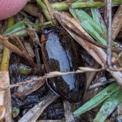 Rhantus suturalis (A predaceous diving beetle) at Lions Youth Haven - Westwood Farm A.C.T. - 11 May 2024 by HelenCross