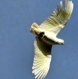 Cacatua galerita at QPRC LGA - 12 May 2024