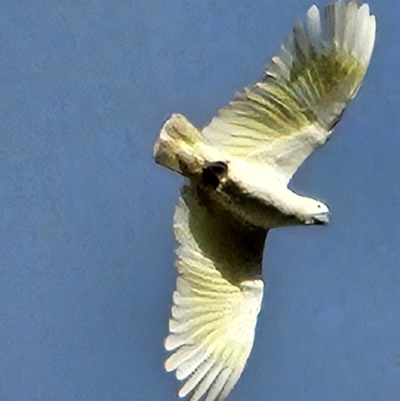 Cacatua galerita (Sulphur-crested Cockatoo) at QPRC LGA - 12 May 2024 by MatthewFrawley