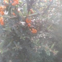 Pyracantha angustifolia at Cooma, NSW - 12 May 2024