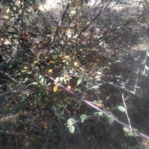 Cotoneaster glaucophyllus at Cooma North Ridge Reserve - 12 May 2024