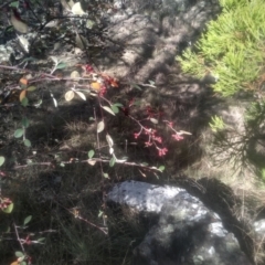 Cotoneaster glaucophyllus at Cooma North Ridge Reserve - 12 May 2024