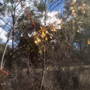 Populus alba at Cooma North Ridge Reserve - 12 May 2024 01:41 PM