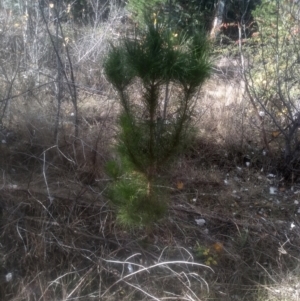 Pinus radiata at Cooma North Ridge Reserve - 12 May 2024 01:41 PM