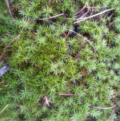 Barbula sp. at Cooma, NSW - 12 May 2024 by mahargiani