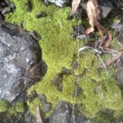 Barbula sp. at Cooma, NSW - 12 May 2024 by mahargiani