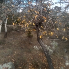 Malus pumila (Apple) at Cooma, NSW - 12 May 2024 by mahargiani