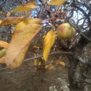 Malus pumila at Cooma North Ridge Reserve - 12 May 2024