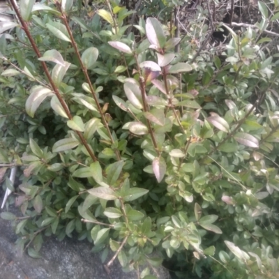 Ligustrum lucidum (Large-leaved Privet) at Cooma, NSW - 12 May 2024 by mahargiani