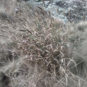 Phalaris aquatica at Cooma North Ridge Reserve - 12 May 2024