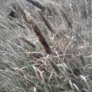 Phalaris aquatica at Cooma North Ridge Reserve - 12 May 2024