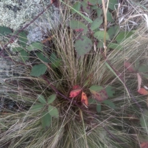 Rubus anglocandicans at Cooma North Ridge Reserve - 12 May 2024 03:23 PM