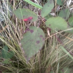 Rubus anglocandicans at Cooma North Ridge Reserve - 12 May 2024 03:23 PM