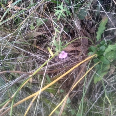 Geranium retrorsum (Grassland Cranesbill) at Cooma, NSW - 12 May 2024 by mahargiani