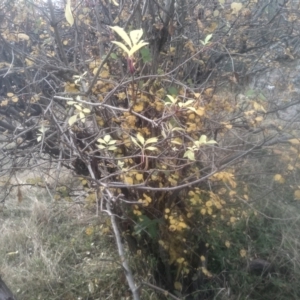 Sambucus nigra at Cooma North Ridge Reserve - 14 May 2024