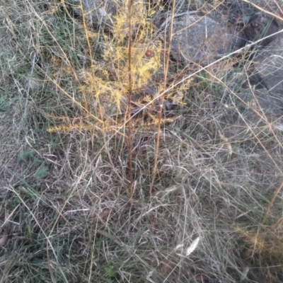 Asparagus officinalis (Asparagus) at Cooma North Ridge Reserve - 12 May 2024 by mahargiani