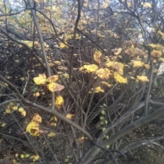 Prunus sp. at Cooma North Ridge Reserve - 12 May 2024