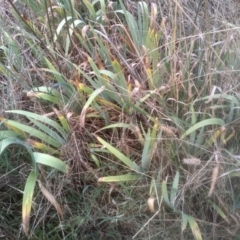 Iris germanica (Tall Bearded Iris) at Cooma, NSW - 12 May 2024 by mahargiani