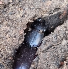 Carenum tinctilatum (Digger carab beetle) at QPRC LGA by clarehoneydove