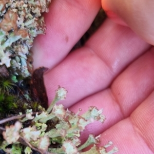 Cladonia cervicornis at QPRC LGA - suppressed