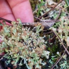 Cladonia cervicornis at QPRC LGA - suppressed