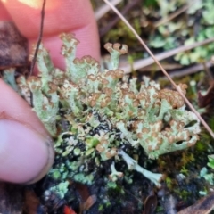 Cladonia cervicornis at QPRC LGA - suppressed