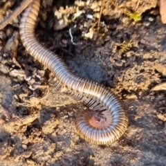 Juliformia sp. (superorder) (A Juliform millipede) at QPRC LGA - 12 May 2024 by clarehoneydove