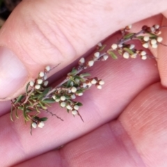 Cryptandra amara (Bitter Cryptandra) at Bungendore, NSW - 12 May 2024 by clarehoneydove