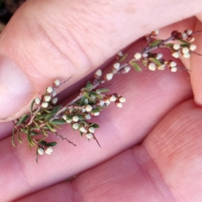 Cryptandra amara (Bitter Cryptandra) at Bungendore, NSW - 12 May 2024 by clarehoneydove