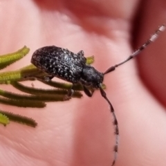 Ancita sp. (genus) at QPRC LGA - suppressed