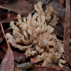 Clavulina sp. (A coral fungus) at ANBG - 12 May 2024 by TimL