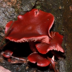 Tubaria rufofulva (Burgundy Wood Tubaria) at ANBG - 12 May 2024 by TimL