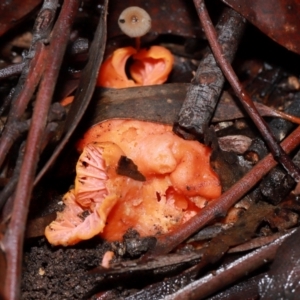 Cantharellus sp. at ANBG - 12 May 2024