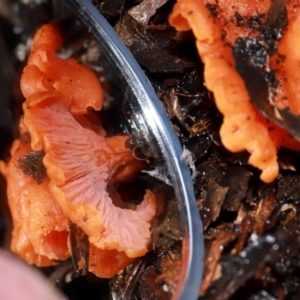 Cantharellus sp. at ANBG - 12 May 2024