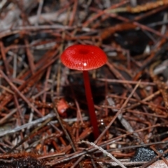 Cruentomycena viscidocruenta at ANBG - 12 May 2024