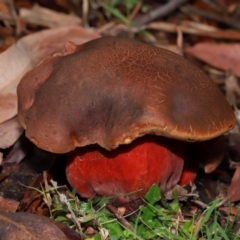 Bolete sp. (Bolete sp.) at ANBG - 12 May 2024 by TimL