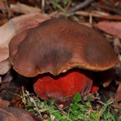 Bolete sp. (Bolete sp.) at Acton, ACT - 12 May 2024 by TimL