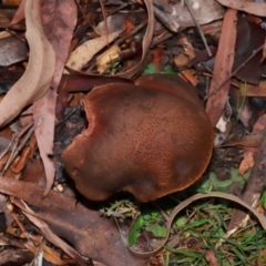 Bolete sp. at ANBG - 12 May 2024 01:02 PM