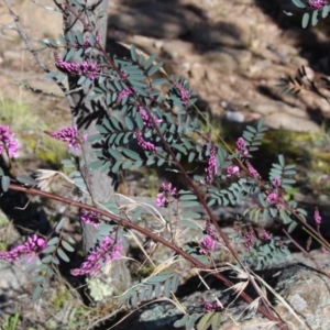 Indigofera australis subsp. australis at Cooma North Ridge Reserve - 7 Sep 2021 03:34 PM