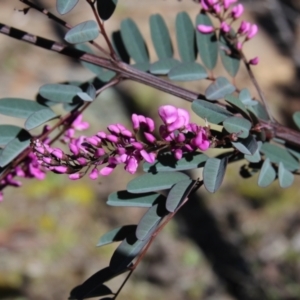 Indigofera australis subsp. australis at Cooma North Ridge Reserve - 7 Sep 2021 03:34 PM