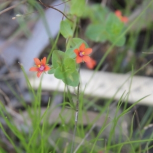 Lysimachia arvensis at Cooma North Ridge Reserve - 26 Mar 2022 02:59 PM