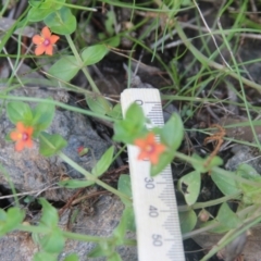 Lysimachia arvensis at Cooma North Ridge Reserve - 26 Mar 2022 02:59 PM