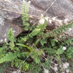 Cheilanthes distans (Bristly Cloak Fern) at Cooma, NSW - 1 Apr 2022 by mahargiani