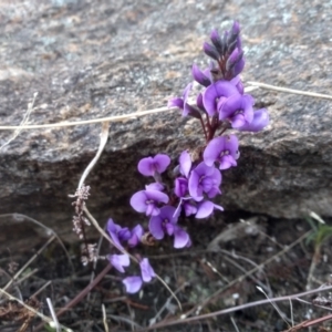 Hardenbergia violacea at Cooma North Ridge Reserve - 9 Aug 2022