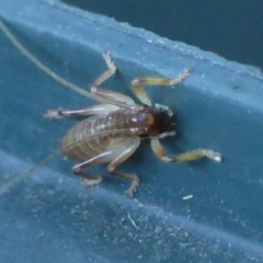 Gryllacrididae sp. (family) (Wood, Raspy or Leaf Rolling Cricket) at Wingecarribee Local Government Area - 22 Apr 2024 by Curiosity